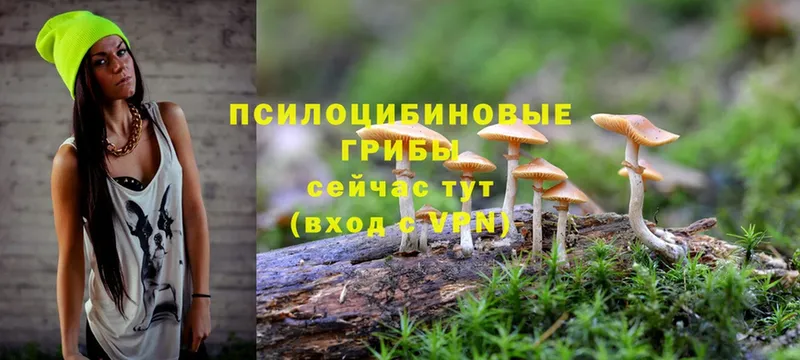 Псилоцибиновые грибы Magic Shrooms  Кизляр 